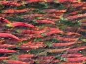 В Украине из-за доллара подорожает икра