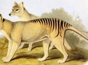 В Австралии был замечен сумчатый волк, который вымер в прошлом веке