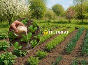 Какая подкормка вредна для растений