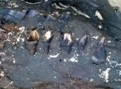 Страшная буря открыла два ряда зубов необычного животного