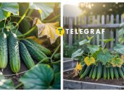 Урожай огурцов вас приятно удивит