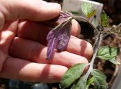 Зміна кольору листя говорить про проблему