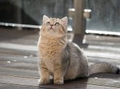 Фото: pixabay.com, коллаж - Телеграф