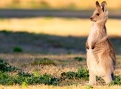 Маленький кенгуренок не захотел отпускать любимого смотрителя (Видео)