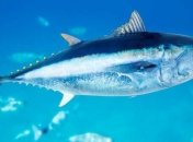 Ученые разгадали секрет невероятной маневренности тунца 