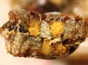 Целебные свойства прополиса при разных заболеваниях