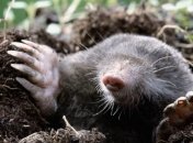 Кротам не место в огороде