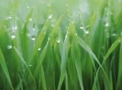 Ученые рассказали, как растения различают время суток 