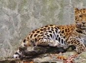 Животные нашей планеты, которые находятся на грани вымирания (Фото)