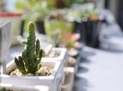 Может быть полезен: варианты использования подоконника в доме