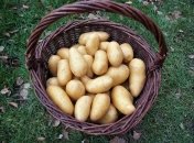 Цены на картофель в Украине будут вероятно падать