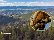 Зверя увидели в горах