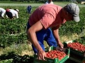 Возвращение заробитчан может негативно повлиять на экономику