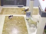 В Турции кошка героически спасла сына от собак (видео)