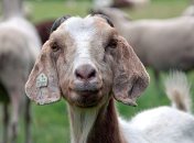 Пастух из Молдовы нашел стадо своих овец в Украине