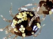 У клещей нашли традицию "кровной мести"