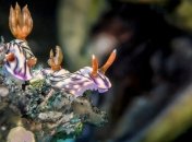 Самые впечатляющие работы конкурса подводной фотографии 2018