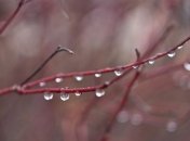 Прогноз погоды в Украине на сегодня: дождь с мокрым снегом