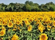 В Украине установится жара, местами грозовые дожди 