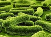 Ученые установили генетический порог бактериальной "ксенофобии"