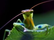 Богомолы обладают уникальным типом зрения - ученые (Видео) 
