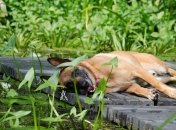 Прогноз погоды на 29 августа: летняя жара не покинет Украину