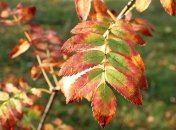 18 сентября - праздник, что категорически запрещено делать, главные приметы