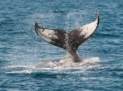 И китов можно взвесить: ученые нашли способ измерения массы самых больших морских обитателей