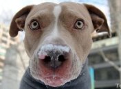 Мужчина открыл стрельбу по прохожим из-за замечаний о собаке