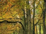 Прогноз погоды в Украине на 25 октября: ожидают похолодание