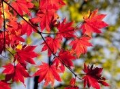 Большие штрафы: украинцев предупредили о сжигании мусора и листьев 