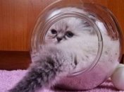 Интернет покорило видео котенка, взобравшегося в банку (Видео)