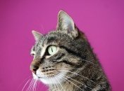 Вересень змилується над Дівами та Водоліями