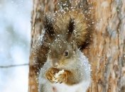 28 декабря - приметы и обряды в Трифонов день