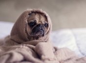 Коронавирус: в Германии ввели новое правило для владельцев домашних животных 