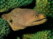 Электрические угри способны управлять жертвами на расстоянии