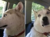 Собаки после наркоза, чьи забавные морды рассмешат вас до слез