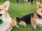 Милота зашкаливает: в Харькове устроили сходку корги (фото и видео)
