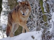 В Германии наблюдается рост численности волков