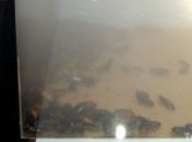 Победитель конкурса по поеданию насекомых умер после состязания