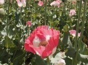 9 кг мака изъяли у 51-летней жительницы Прикарпатья