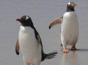 Археологи нашли останки пингвина размером с человека