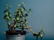 Крассула украсит любой дом