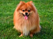 Померанские шпицы известны не только внешностью