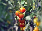 С одной подкормкой вы очень скоро сможете собрать урожай томатов