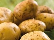 В Украине резко упали цены на молодой картофель