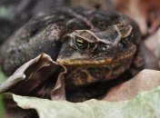 Ученые обнаружили лягушку, которая жила при динозаврах 