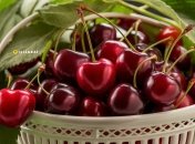 Иногда черешня бывает заражена червями