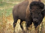 В Одесском зоопарке поселится новый питомец