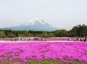 Жизнь в розовом цвете: фестиваль розового мха в Японии (Фото) 